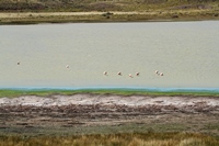 Flamingos in der farbigen Landschaft